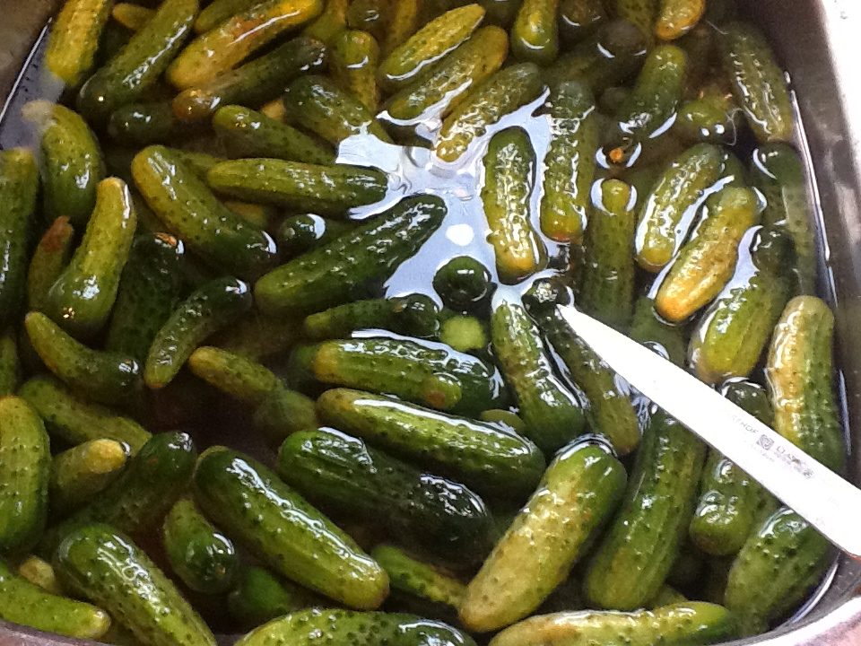 cucumbers in a water bath for homemade dill pickles
