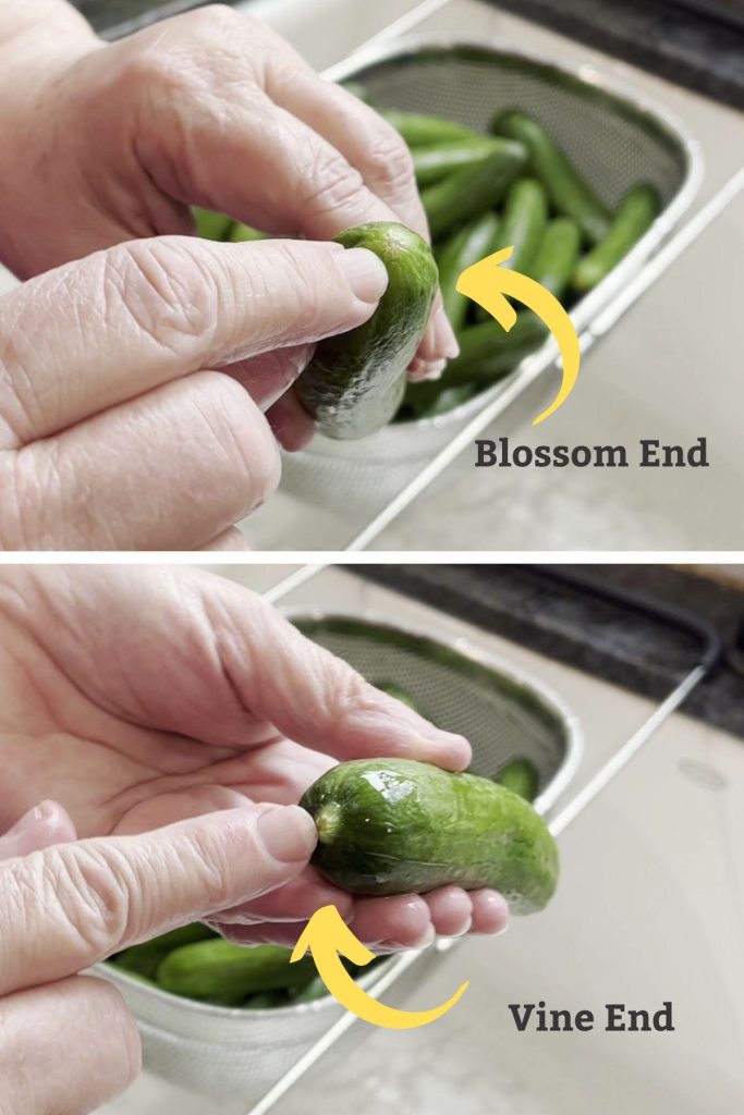 blossom end of a pickle for dill pickles