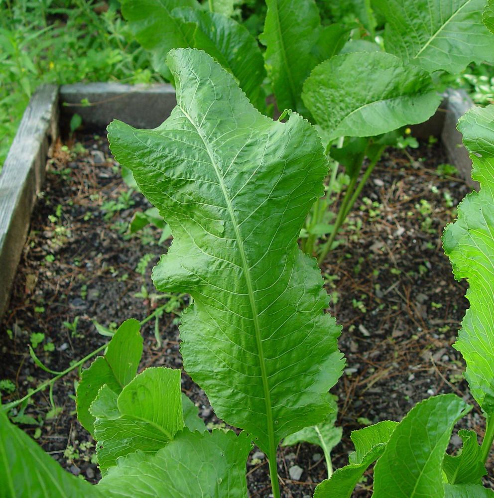 Fresh green horseradish leaves used to help keep homemade dill pickles crisp